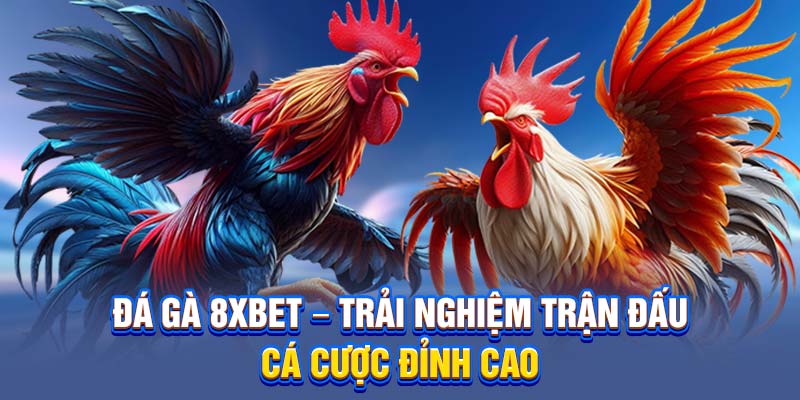 Đá Gà 8XBET – Trải Nghiệm Trận Đấu Cá Cược Đỉnh Cao