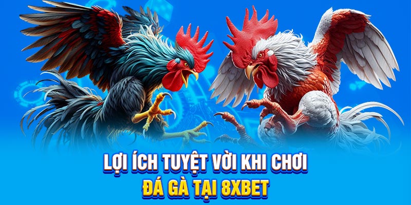 Lợi ích tuyệt vời khi chơi đá gà 8XBET