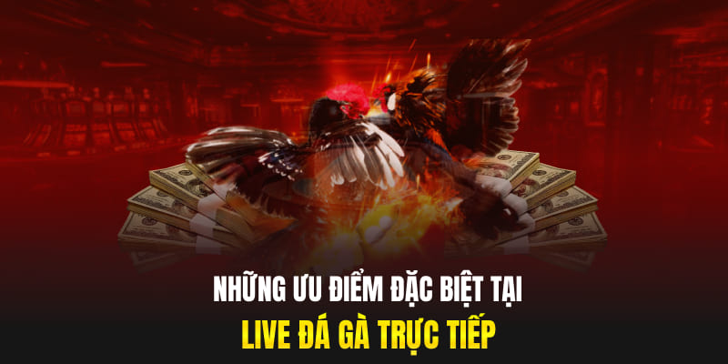 Những ưu điểm đặc biệt tại live đá gà trực tiếp