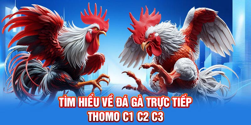 Tìm hiểu về đá gà trực tiếp Thomo C1 C2 C3