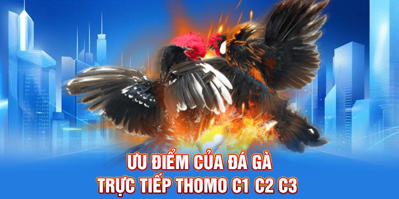 Ưu điểm của đá gà trực tiếp Thomo C1 C2 C3
