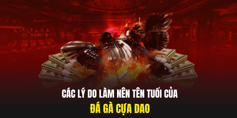 Các lý do làm nên tên tuổi của đá gà cựa dao