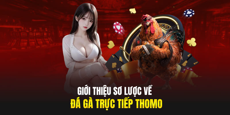 Giới thiệu sơ lược về đá gà trực tiếp Thomo